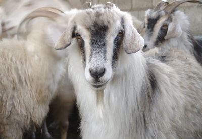 Aus Angoraziegen wertvolle Wolle schöpfen